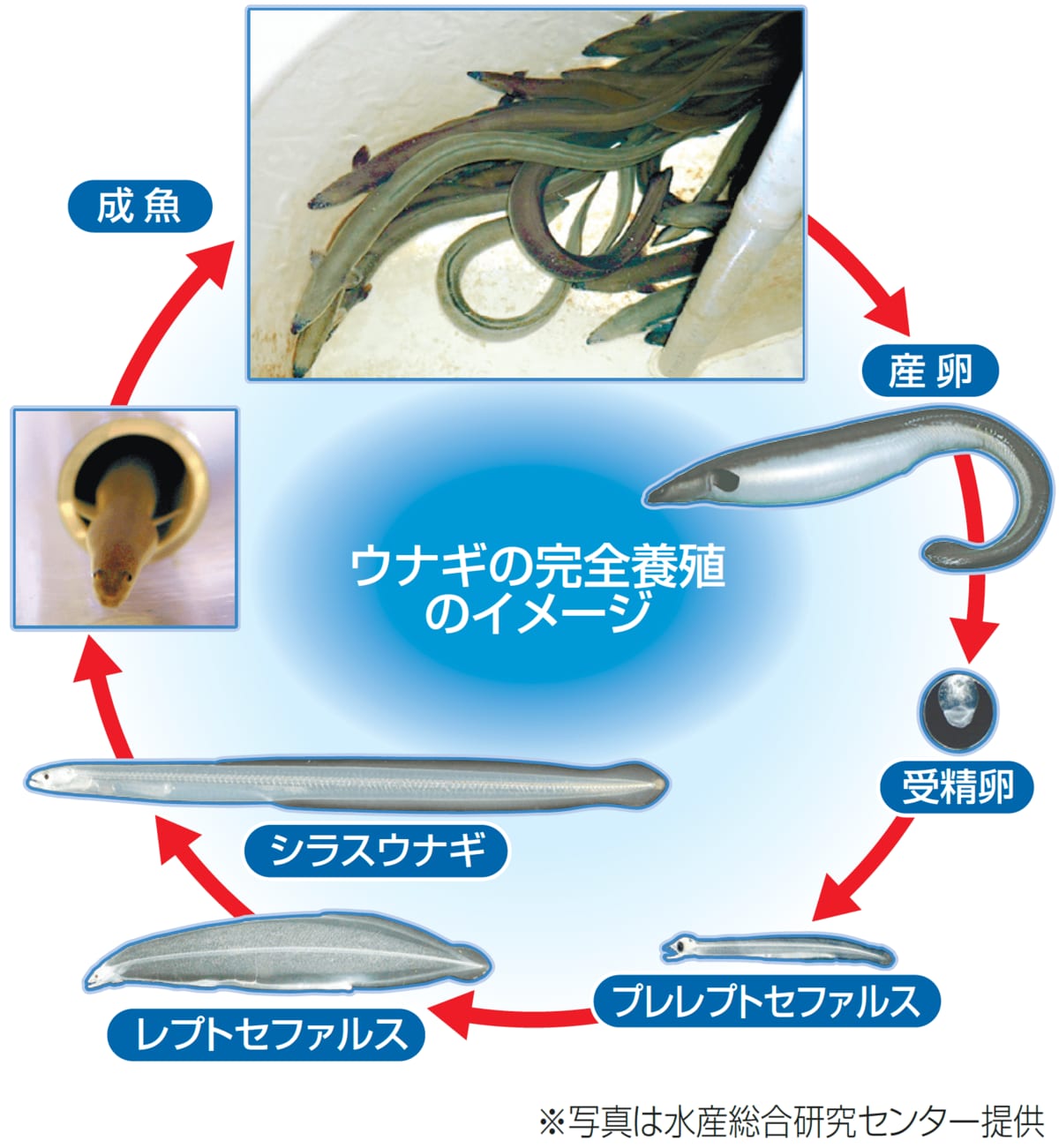 ウナギが食卓から消える?天然稚魚激減で「完全養殖」に高まる期待、「近大ウナギ」の可能性と大量生産への壁 近畿大学水産研究所・田中秀樹特任教授に ...