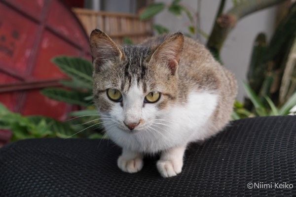 シッポで本音を語る台湾の猫　「気づけ！」高いところから強力視線を人に向ける猫たち