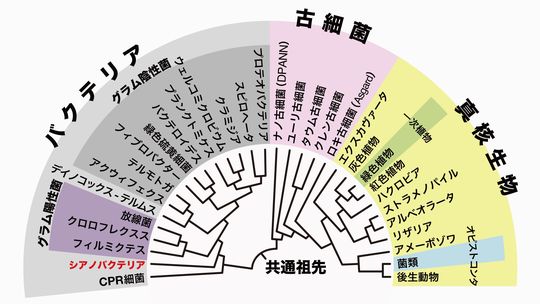 イシクラゲは27億年の生物史が詰まった味だった 生物進化を食べる 第1話 シアノバクテリア篇 1 3 Jbpress ジェイビープレス