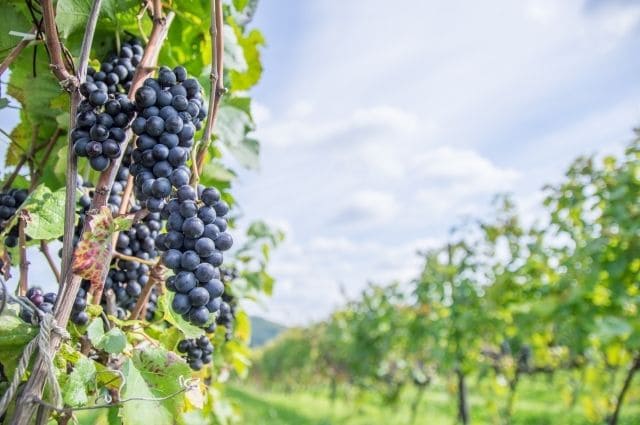入手困難！高齢化進む農村で生まれた「幻のワイン」 ご当地グルメは