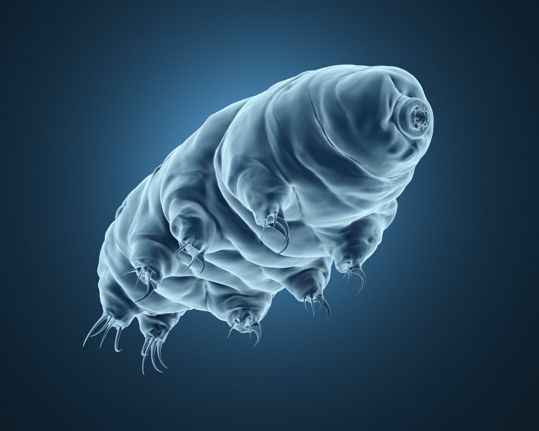 写真ギャラリー5枚め｜最強生物クマムシの謎！宇宙でも死なない「乾いて眠る」生存戦略…ヒトへの応用は 「Scienc-ome」が照らす未来（10 ...