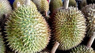 世界一臭い「王様のフルーツ」ドリアンは健康食？ 意外な素顔に迫る