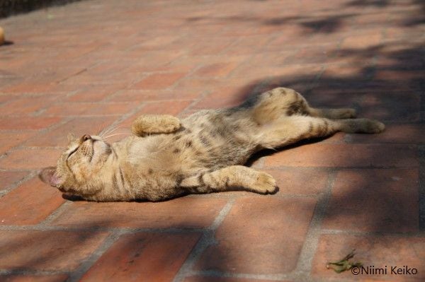 一番だらけているのはだれ？ぐうたら猫世界選手権 猫の最大の魅力は