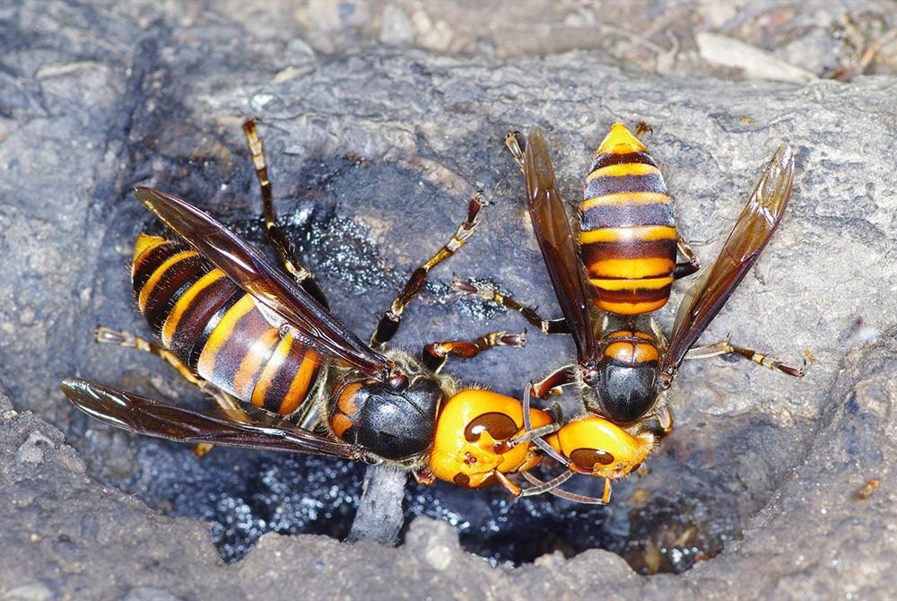 実はクマより危険？秋に注意すべきスズメバチ対策の最前線と、外来種の