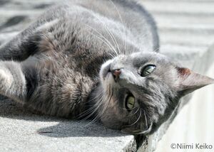 neko  グレー ザグレブで出会った黒猫ヴァーニャ「彼には食べることよりも大切なもの