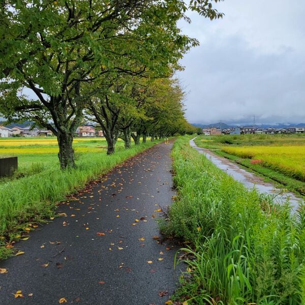 日本一美しい廃線跡”、旧国鉄倉吉線廃線跡の魅力とその知られざる歴史 SNSで人気に、インバウンドも急増中(2/7) | JBpress  (ジェイビープレス)