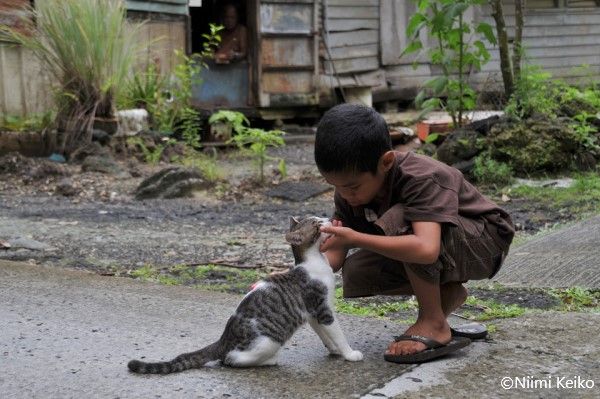 蟹穴に引き込まれかけた猫がたくらむ賢い仕返し 引き込まれそうな青い目をした猫と出会った南国パラオ 2 5 Jbpress Japan Business Press