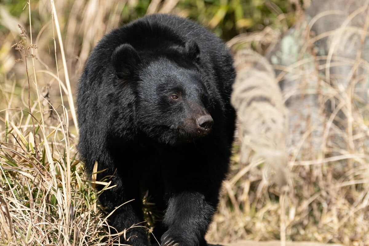 クマのウンコを3000個集めた教授が語る、 文明と野生動物はどう関わる