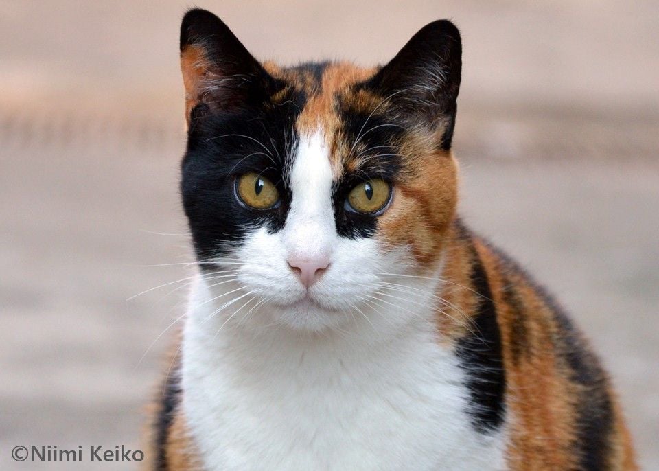 コルシカ島の猫たちとの出会いを楽しむ方法