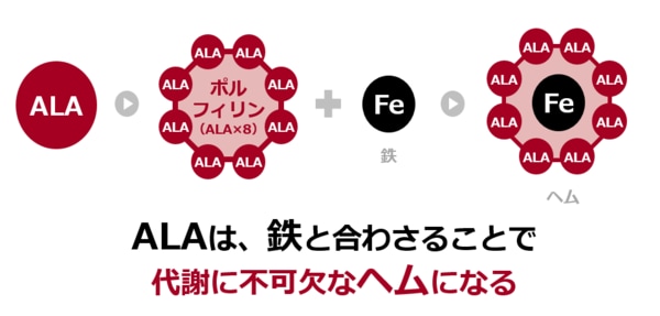 ALAとは?