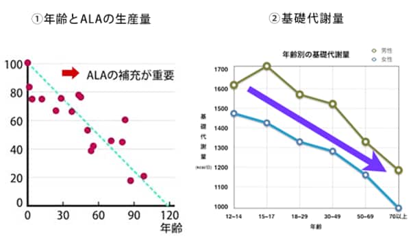 加齢による基礎代謝の減少とALA量の減少