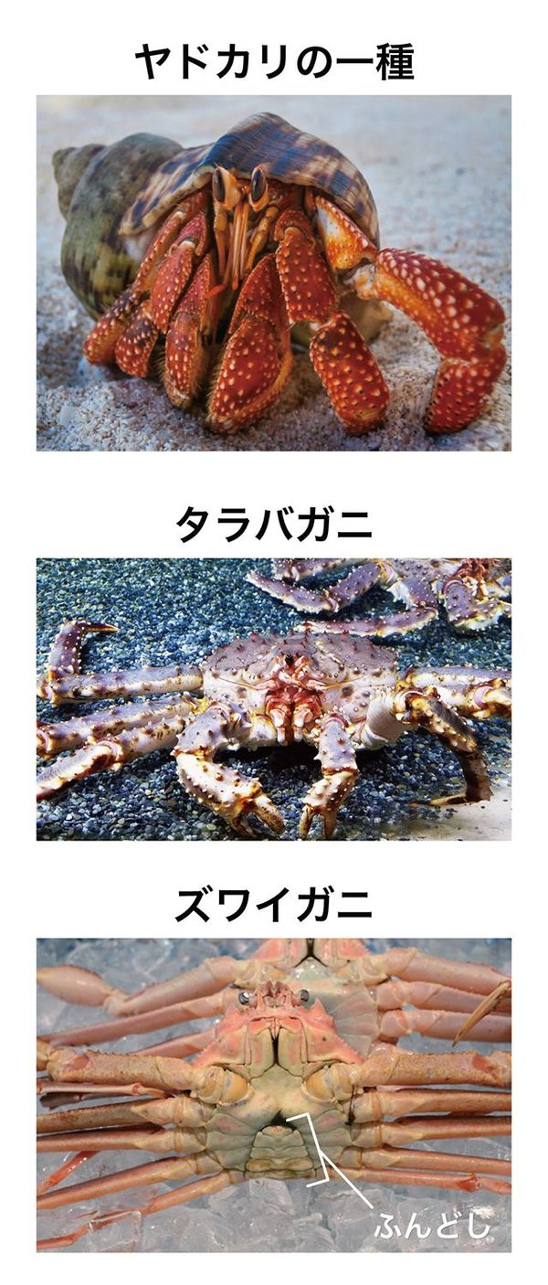 写真ギャラリー枚め 殻の脱皮で巨大化へ 生存競争に勝ったエビとカニ 生物進化を食べる 第4話 節足動物篇 Jbpress ジェイビープレス