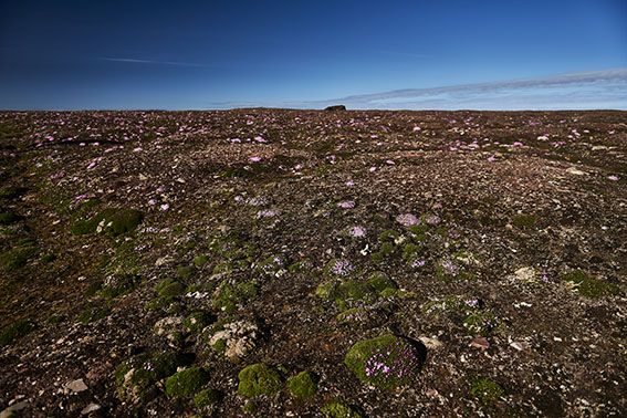 La realtà del riscaldamento globale vista nell’Artico, stordita dall’espansione dei campi di fiori, i pericoli e la realtà del cambiamento climatico di cui parla il fotografo Handa Yasushi (1) (1/5) |  JBpress
