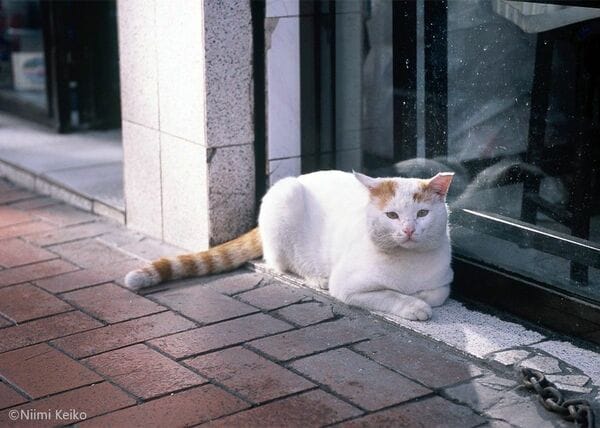 雨上がりのイスタンブール、日差しを受けてキラキラ輝く猫たち(1/5) | JBpress (ジェイビープレス)