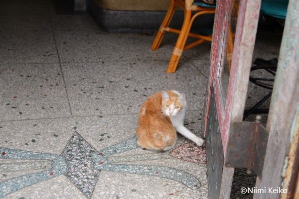 シッポで本音を語る台湾の猫 気づけ 高いところから強力視線を人に向ける猫たち 5 5 Jbpress Japan Business Press