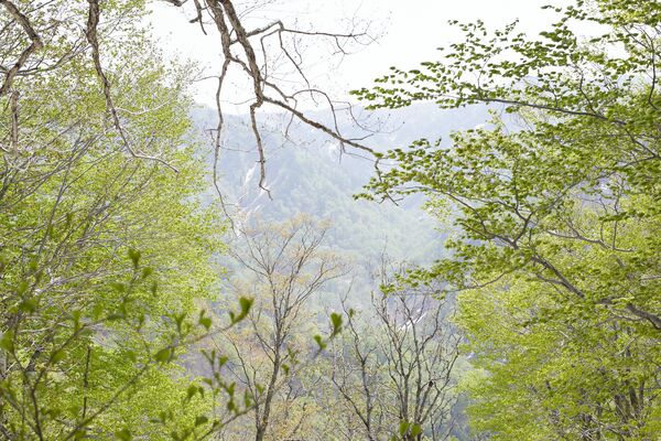 根子集落のブナ林