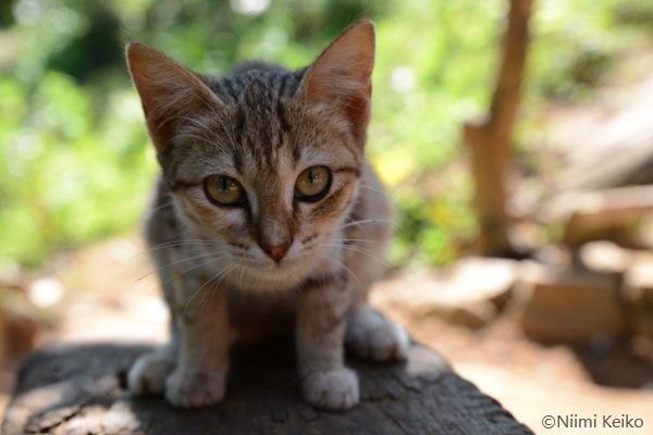 インド洋の島国スリランカで見つけたよちよち子猫 猫の名前は プーサ でもこっちの猫も プーサ 1 5 Jbpress Japan Business Press