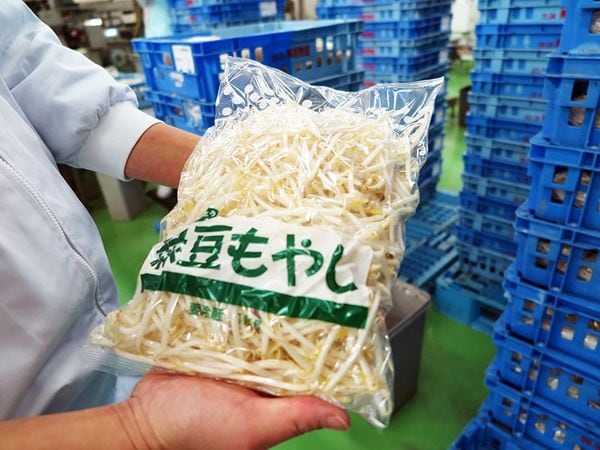 もやし」が一大事！悲鳴をあげる生産者 岐路に立つもやし（後篇）(1/6) | JBpress (ジェイビープレス)