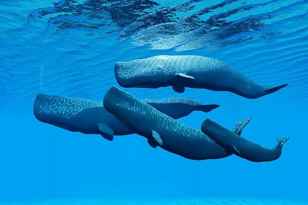 海の勝ち組”クジラが天敵・人類に狙われた理由 生物進化を食べる（第10