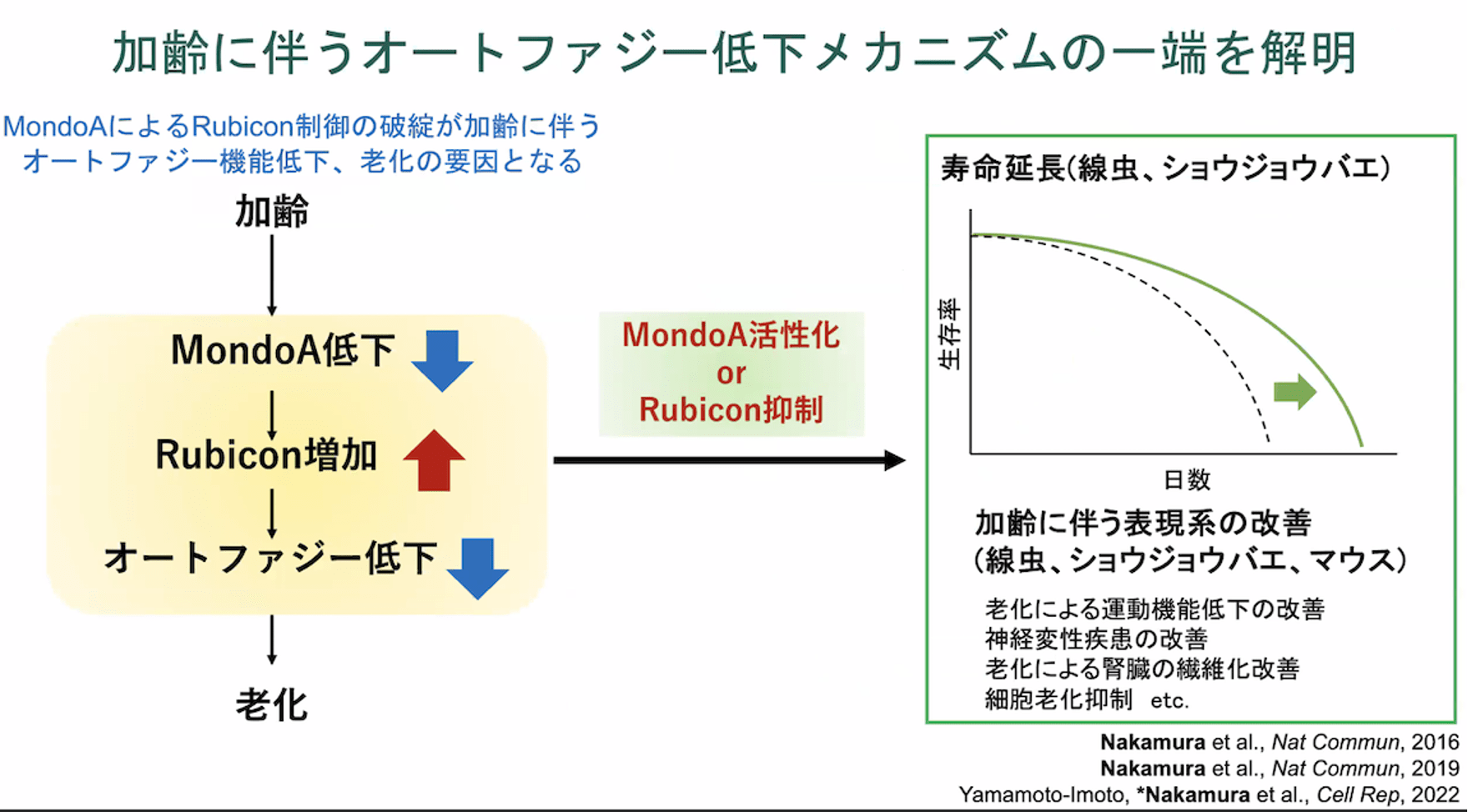 生命を守るしくみ オートファジー 買い漁り 老化、寿命、病気を左右する精巧なメカニズム