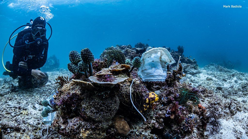 フィリピンのサンゴ礁、使い捨てマスクに覆われ