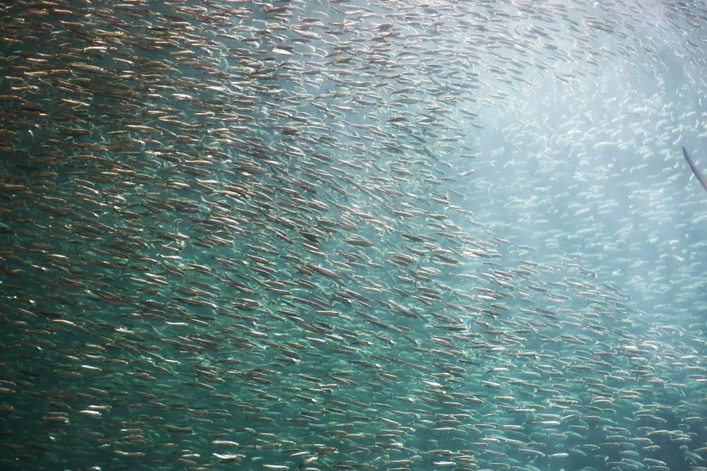 茨城高専の世界最高度分析装置でイワシの生態解明へ「弱」をつけられた魚の値打ち（後篇） - 食の万華鏡