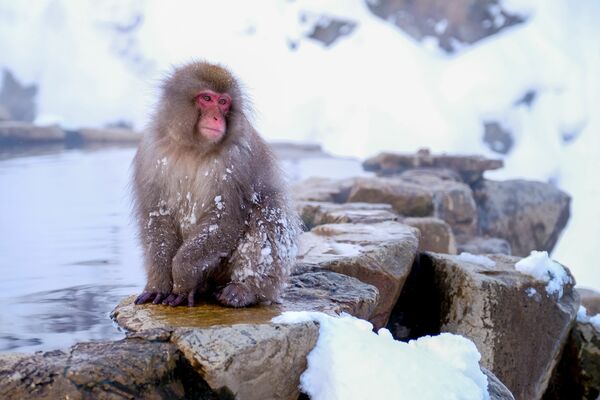 芸を教え込めば猿は人を楽しませることもあるが（写真：Hend Lo/Shutterstock.com）