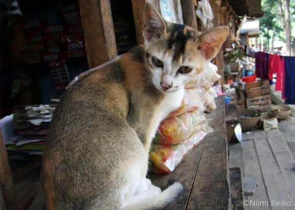 子猫のステキな毛並みを思わずほめたら、男前のお兄さん猫も現れた！ ブータンの首都ティンプーで出会った垢抜けた猫たち(1/5) | JBpress  (ジェイビープレス)