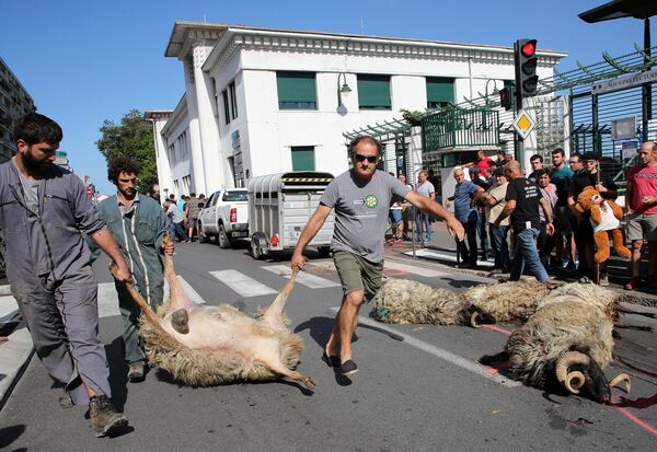 2019年9月、フランス北西部の都市バイヨンヌの路上では、牧畜業者がクマに襲われた羊の死骸を並べ、クマによる被害の実態を訴えた