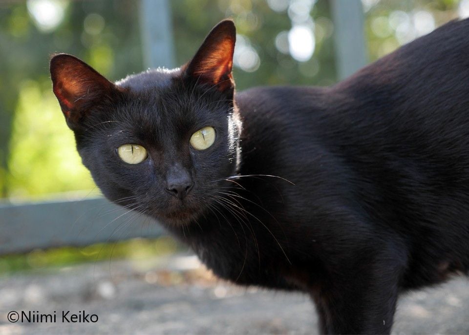 スリランカの白黒猫は旦那さんに抱かれるのがイヤ、見ていた奥さんは