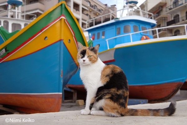 マルタの街中は赤トラ猫とマリア像がいっぱい 猫村 で猫の面倒を見るリタイアした漁師さんたち 1 5 Jbpress Japan Business Press