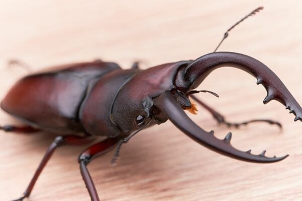 クワガタムシの大顎はなぜ大きくなるのか?(写真:sora_nus/イメージマート)