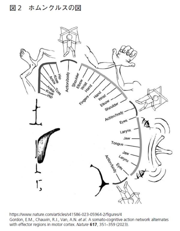 ホムンクルスの図