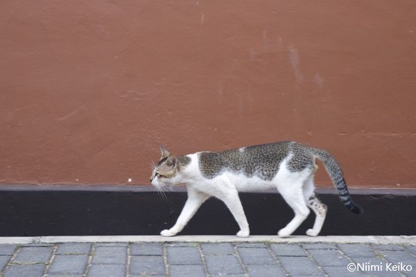 のんびり寝ていた猫 犬に驚いてビックリな行動に スリランカの魚屋