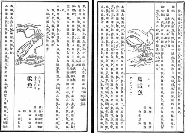 実はこんなにイカを食べている日本人 「異変」のイカ、過去と未来を見る（前篇）(2/4) | JBpress (ジェイビープレス)