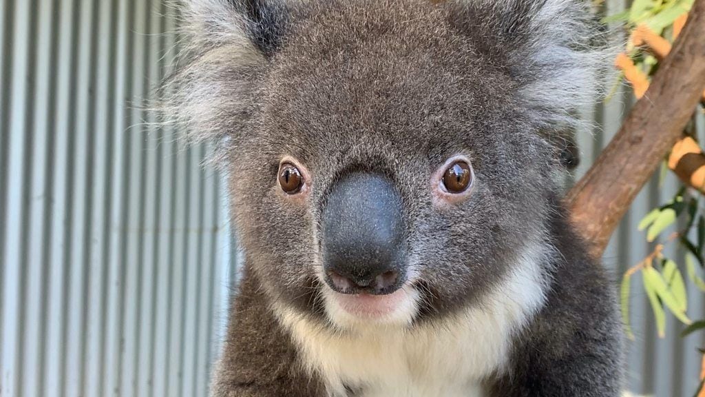 山火事で救助されたコアラ、再び野生へ　オーストラリア