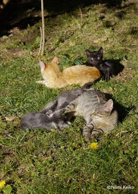 三毛猫との間に割って入ってきたまっ白のオス猫、お母さんを守