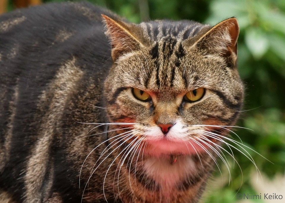 可愛い猫ちゃんねー」と声をかけると、立派なシッポを高く上げご満悦な