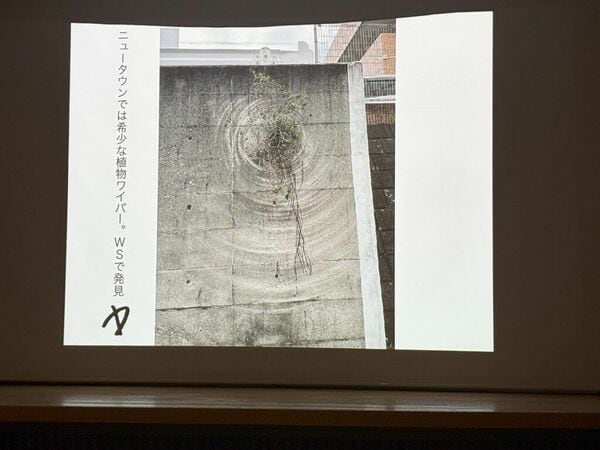 現代でも発見される「植物ワイパー」。発見者：中島晴矢（アーティスト、美学校講師）