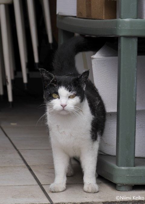 海も草木も美しいニューカレドニアで暮らす猫たち 猫を撮ろうとすると 犬がわざと邪魔してきた 1 5 Jbpress Japan Business Press