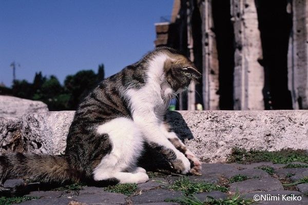 ローマに住むクリクリ目のトラ猫、すこし緊張ぎみ？ ローマ遺跡の中にある保護施設で気ままに暮らす猫たち(3/5) | JBpress (ジェイビープレス)