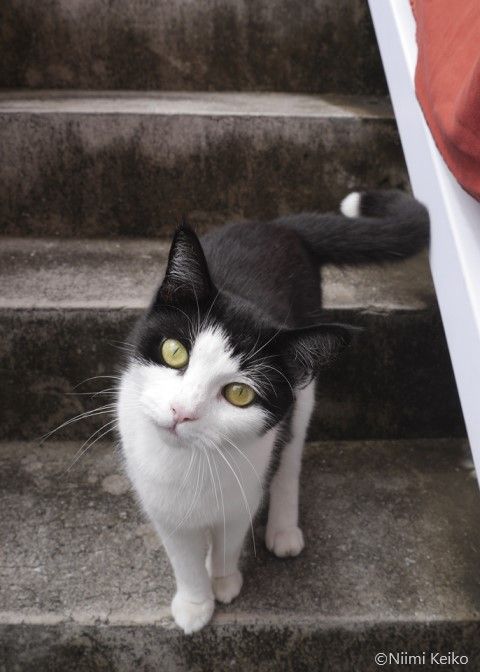 海も草木も美しいニューカレドニアで暮らす猫たち 猫を撮ろうとすると 犬がわざと邪魔してきた 1 5 Jbpress Japan Business Press