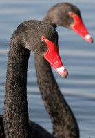 スワン、本当は浮気者？ - オーストラリア