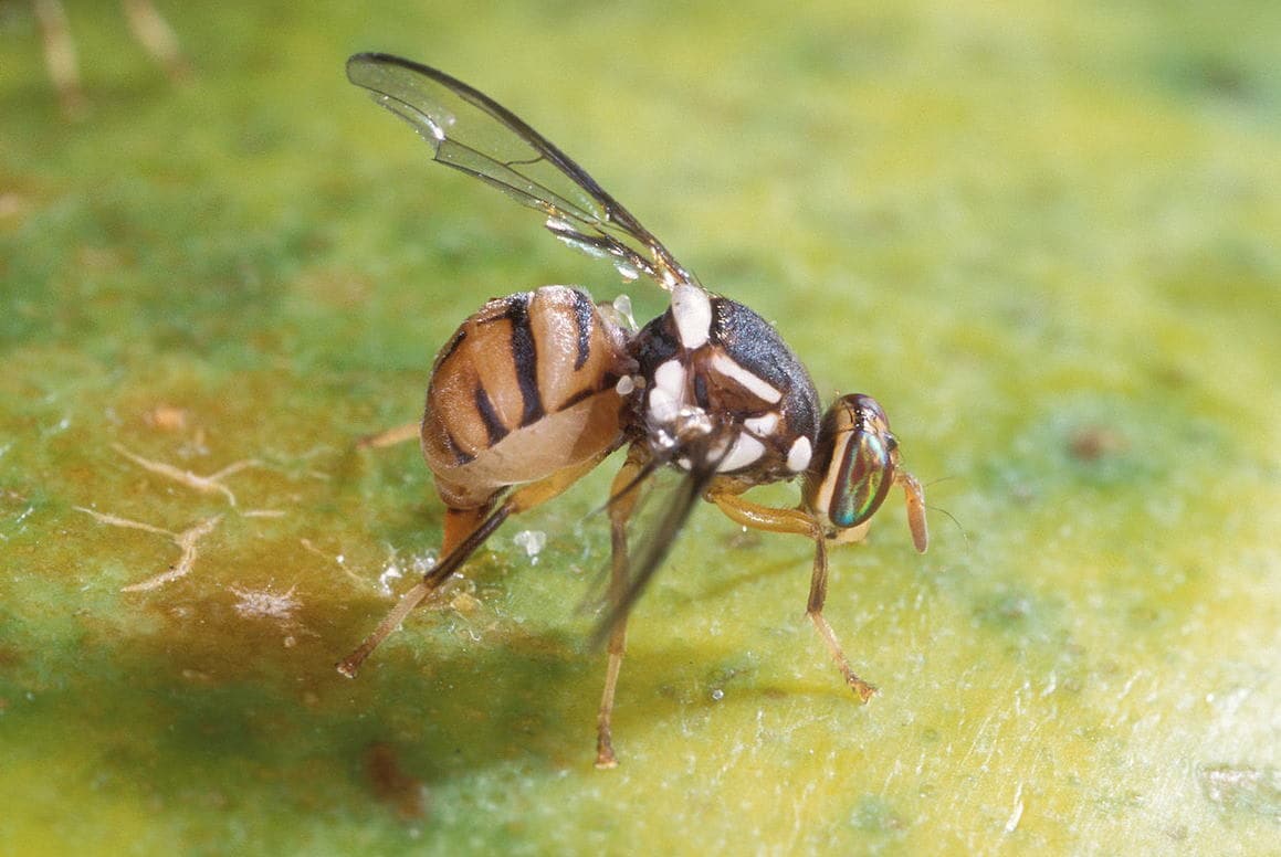 再び奄美に襲来、「ミカンコミバエ」を殲滅せよ 害虫と人間の