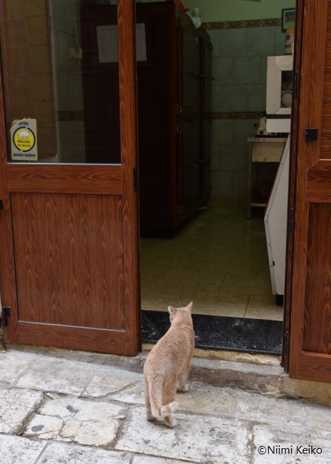 マルタで猫についていったら宿の客引きだった話 地中海に浮かぶマルタ共和国第2の島 ゴゾ島の猫たち 2 5 Jbpress Japan Business Press