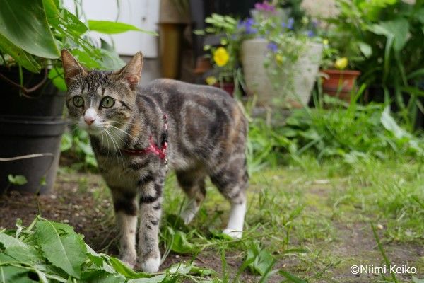 猫がお行儀よく窓を見上げるポーランドの港町 しっぽもきちんと前足に巻き付けて 1 5 Jbpress Japan Business Press