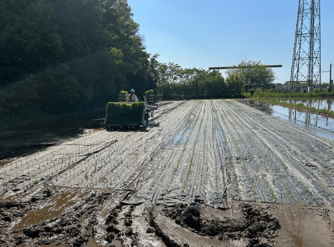 「このままだと米が食えなくなる！」気鋭の大規模農家が危惧する日本のコメ政策、価格を下げる唯一の解とは 大規模農家・中森農産の中森剛志代表に聞く「コメと食料安全保障」① | JBpress (ジェイビープレス)
