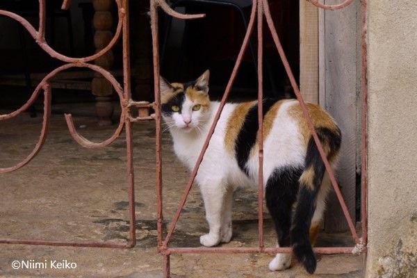 美柄・変柄、個性豊かな三毛猫世界グランプリ 三毛は自分がきれいな