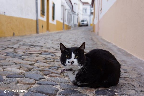 ポルトガルの路上でうずくまる猫に声をかけたら あの人 も弾いたパイプオルガンのある街エヴォラ 1 5 Jbpress Japan Business Press