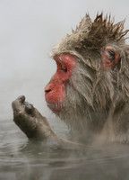 地獄谷、温泉を楽しむ野ザルたち - 長野